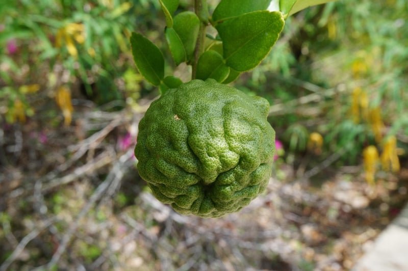 Kaffir Lime Leaves