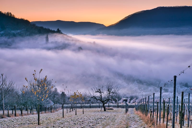 Wine Region